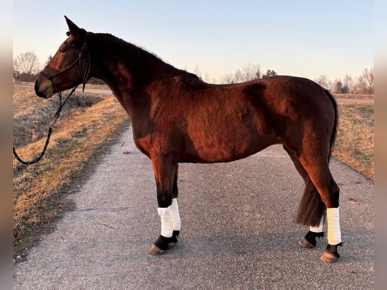 Altri pony/cavalli di piccola taglia Giumenta 8 Anni 145 cm Baio in Neuhof an der Zenn