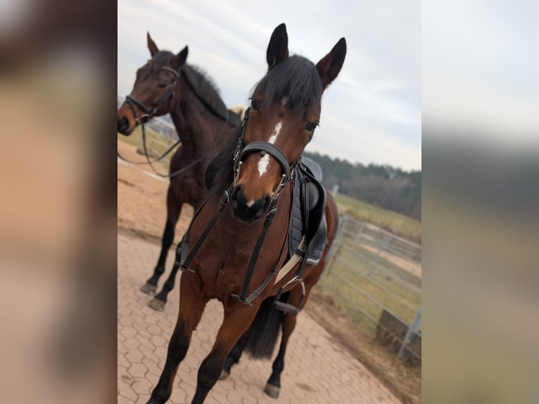 Altri pony/cavalli di piccola taglia Giumenta 8 Anni 145 cm Baio in Neuhof an der Zenn