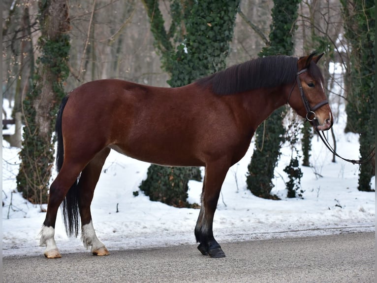 Altri pony/cavalli di piccola taglia Giumenta 8 Anni 145 cm Baio in Békésszentandrás
