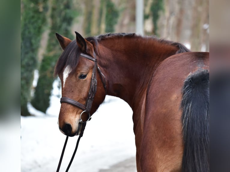 Altri pony/cavalli di piccola taglia Giumenta 8 Anni 145 cm Baio in Békésszentandrás