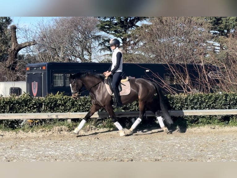 Altri pony/cavalli di piccola taglia Giumenta 8 Anni 147 cm Baio scuro in Rome