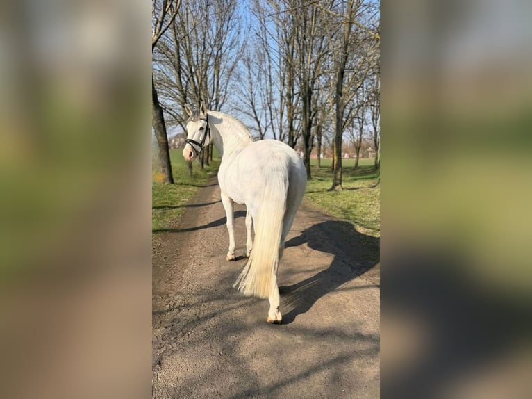 Altri pony/cavalli di piccola taglia Giumenta 8 Anni 148 cm Grigio in Békéscsaba