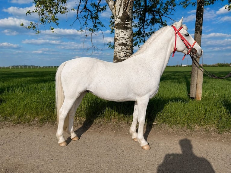 Altri pony/cavalli di piccola taglia Giumenta 8 Anni 148 cm Grigio in Békéscsaba