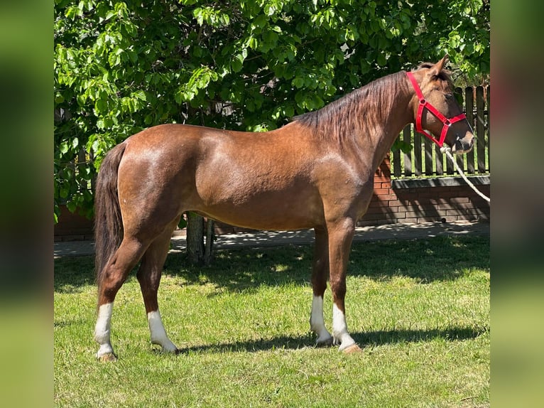 Altri pony/cavalli di piccola taglia Giumenta 8 Anni 148 cm Sauro scuro in Békéscsaba