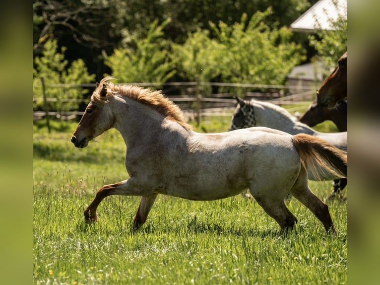 Altri pony/cavalli di piccola taglia Giumenta 8 Anni 150 cm Roano rosso in Köln