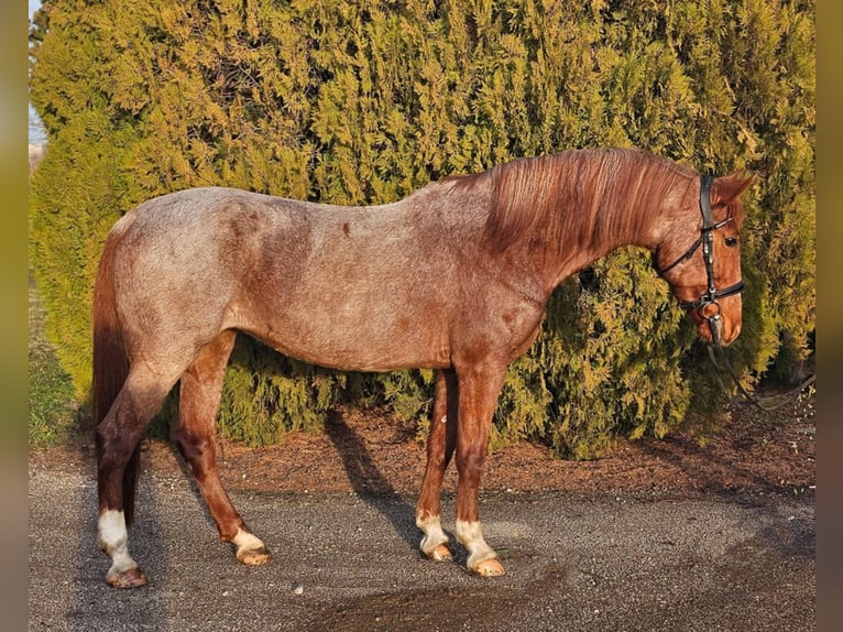 Altri pony/cavalli di piccola taglia Giumenta 8 Anni 150 cm Roano rosso in Debrecen