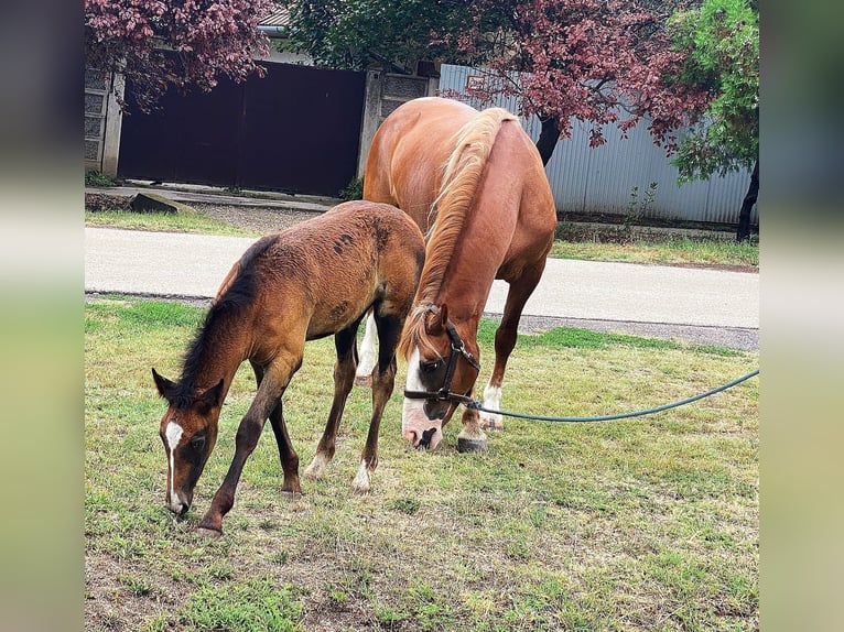 Altri pony/cavalli di piccola taglia Giumenta 8 Anni 150 cm Sauro in B&#xE9;k&#xE9;scsaba