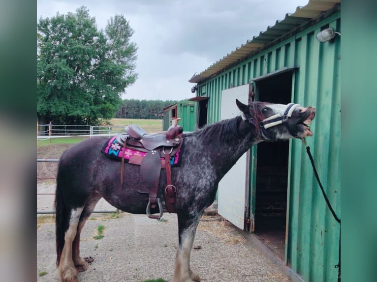 Altri pony/cavalli di piccola taglia Mix Giumenta 8 Anni 153 cm Sabino in Wippingen