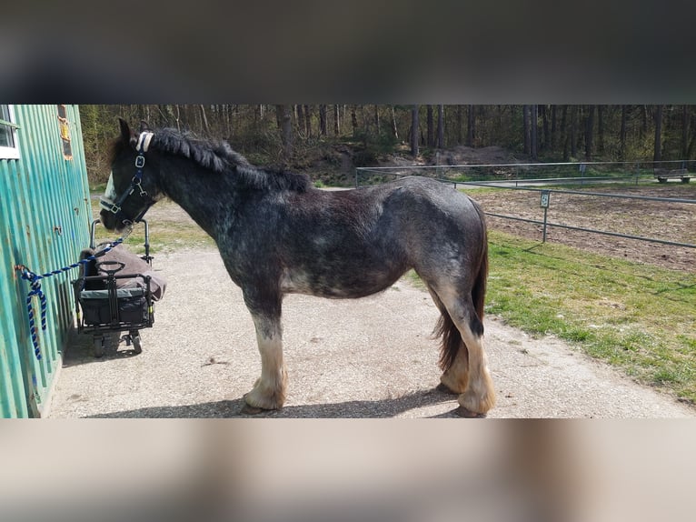 Altri pony/cavalli di piccola taglia Mix Giumenta 8 Anni 153 cm Sabino in Wippingen