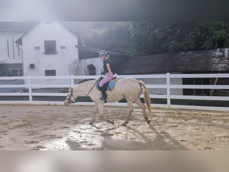 Altri pony/cavalli di piccola taglia Giumenta 8 Anni 155 cm Cremello in Morsbach