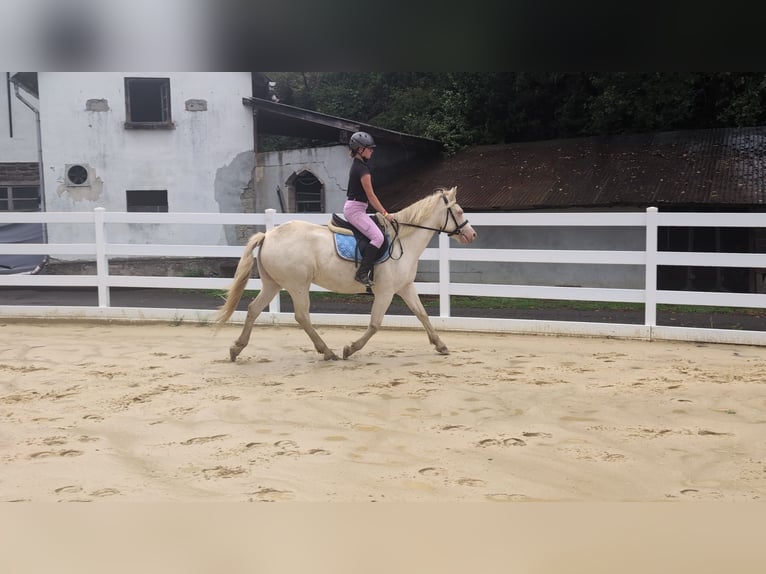 Altri pony/cavalli di piccola taglia Giumenta 8 Anni 155 cm Cremello in Morsbach