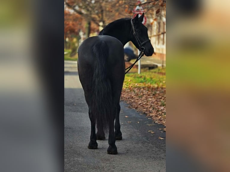 Altri pony/cavalli di piccola taglia Giumenta 8 Anni 155 cm Morello in Békéscsaba