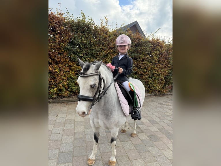 Altri pony/cavalli di piccola taglia Giumenta 9 Anni 115 cm Red dun in Geilenkirchen