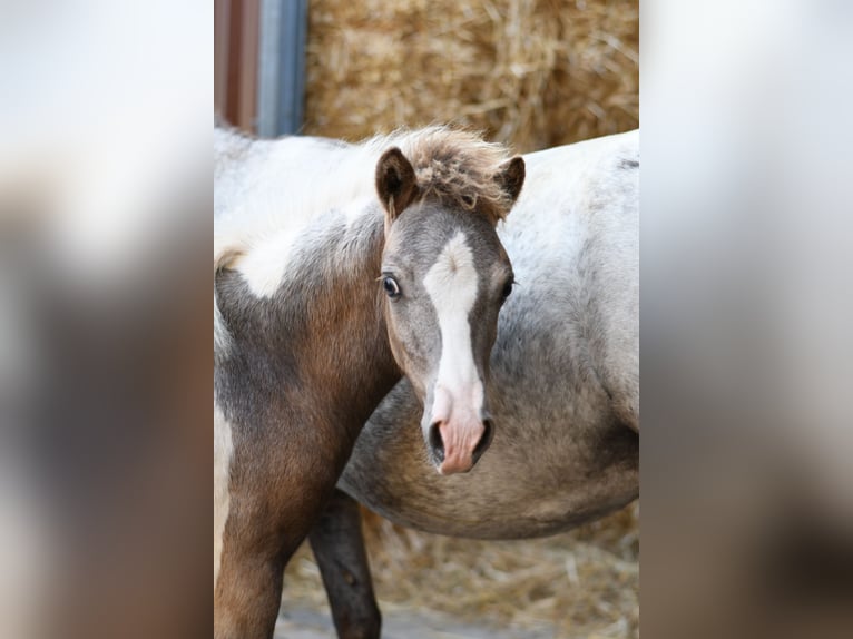 Altri pony/cavalli di piccola taglia Giumenta 9 Anni 118 cm Leopard in Geilenkirchen