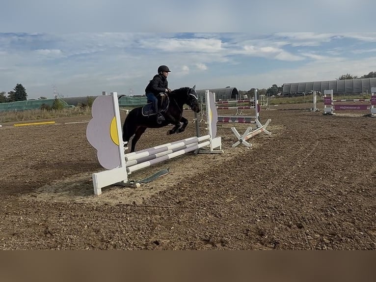 Altri pony/cavalli di piccola taglia Giumenta 9 Anni 120 cm Baio in Weiterstadt