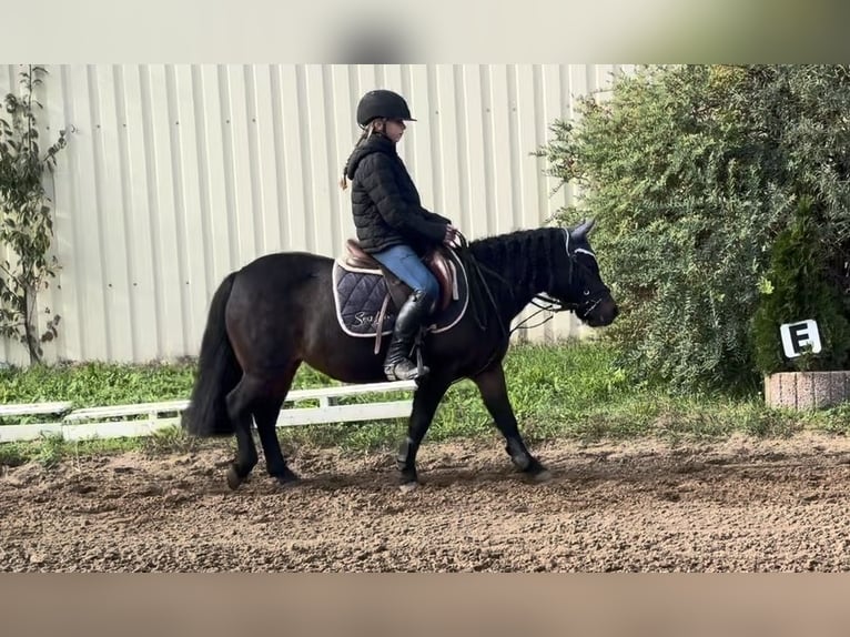 Altri pony/cavalli di piccola taglia Giumenta 9 Anni 120 cm Baio in Weiterstadt