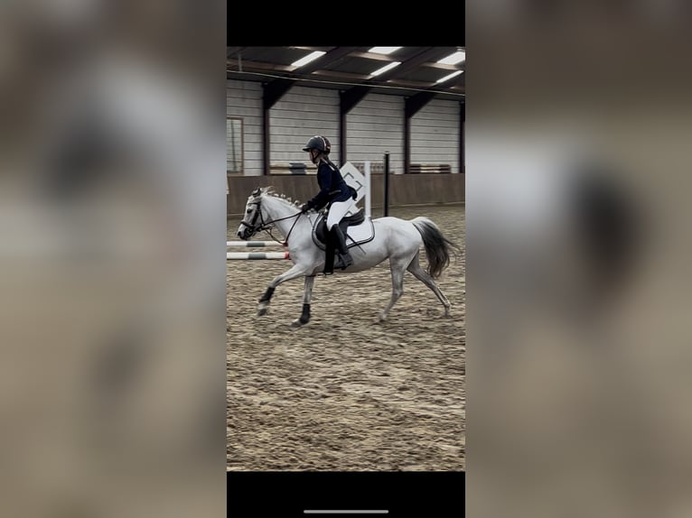 Altri pony/cavalli di piccola taglia Giumenta 9 Anni 122 cm Leardo in Son en Breugel