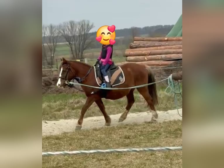 Altri pony/cavalli di piccola taglia Giumenta 9 Anni 127 cm Sauro scuro in Rechnitz