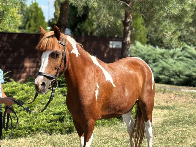 Altri pony/cavalli di piccola taglia Giumenta 9 Anni 130 cm Pezzato in Békés Altri pony/cavalli di piccola taglia Giumenta 9 Anni 130 cm Pezzato in Békés