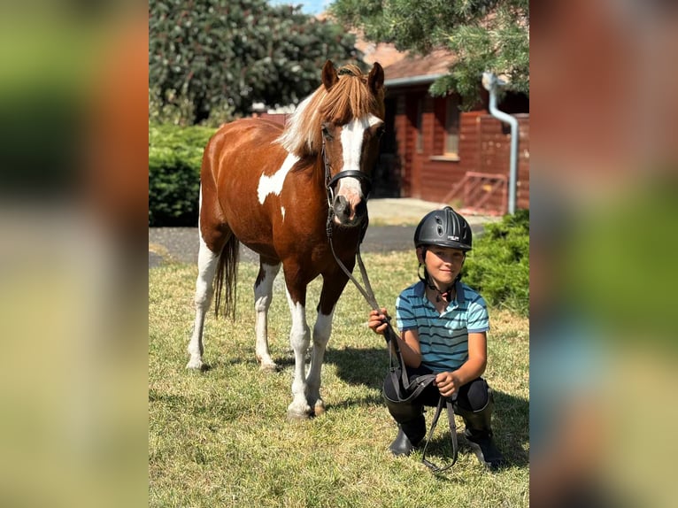 Altri pony/cavalli di piccola taglia Giumenta 9 Anni 133 cm Pezzato in B&#xE9;k&#xE9;s
