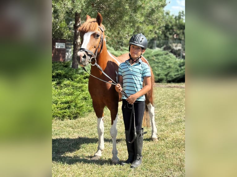 Altri pony/cavalli di piccola taglia Giumenta 9 Anni 133 cm Pezzato in B&#xE9;k&#xE9;s