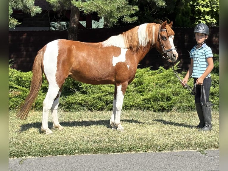 Altri pony/cavalli di piccola taglia Giumenta 9 Anni 133 cm Pezzato in B&#xE9;k&#xE9;s