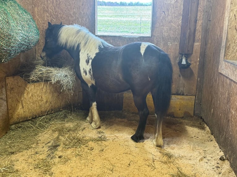 Altri pony/cavalli di piccola taglia Mix Giumenta 9 Anni 135 cm Pezzato in Thernberg