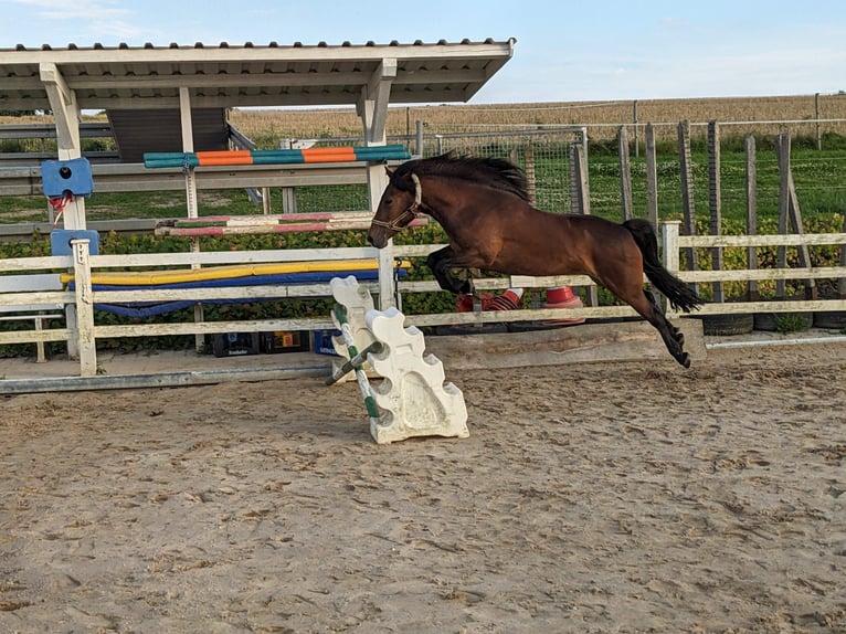 Altri pony/cavalli di piccola taglia Mix Giumenta 9 Anni 136 cm Baio in Büren