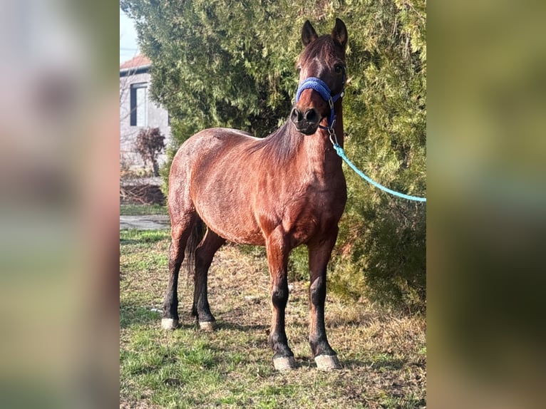 Altri pony/cavalli di piccola taglia Giumenta 9 Anni 137 cm Roano rosso in Békés