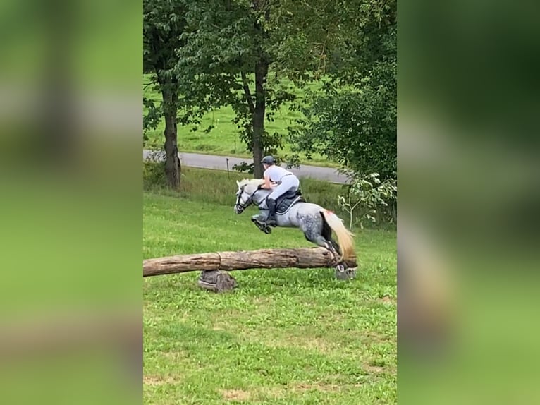 Altri pony/cavalli di piccola taglia Giumenta 9 Anni 146 cm Grigio in Duderstadt