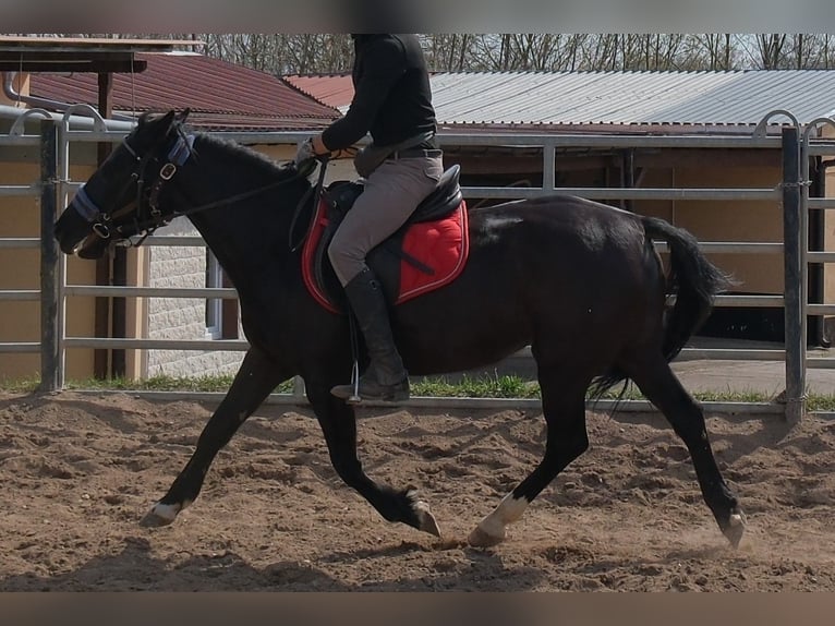 Altri pony/cavalli di piccola taglia Giumenta 9 Anni 147 cm Morello in Buttstädt