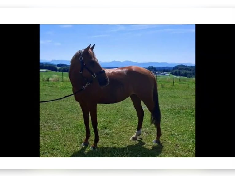 Altri pony/cavalli di piccola taglia Giumenta 9 Anni 147 cm Sauro in Eggelsberg
