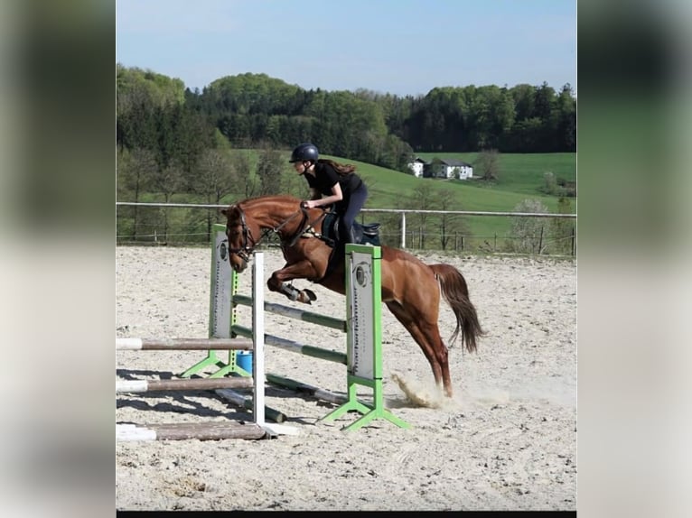 Altri pony/cavalli di piccola taglia Giumenta 9 Anni 147 cm Sauro in Eggelsberg