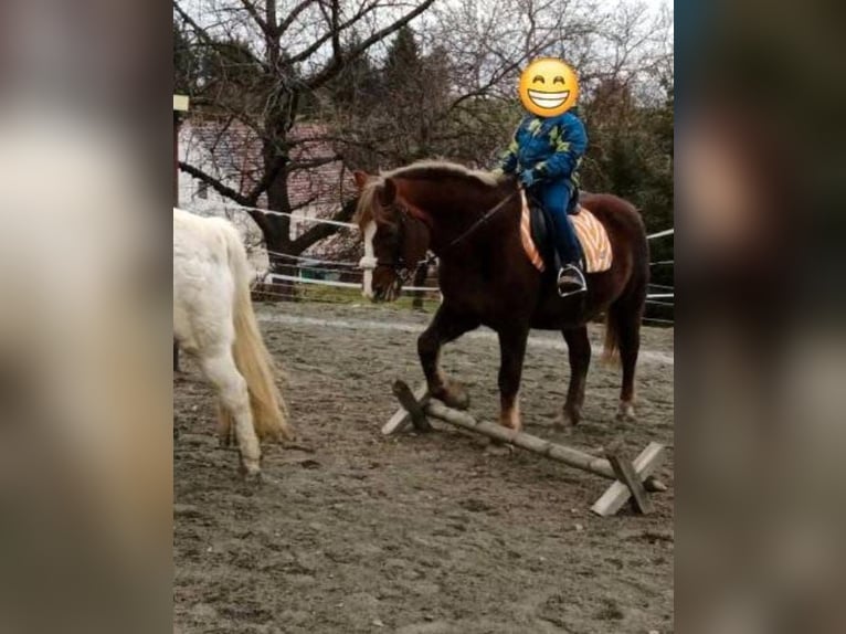 Altri pony/cavalli di piccola taglia Giumenta 9 Anni 147 cm Sauro in Klipphausen