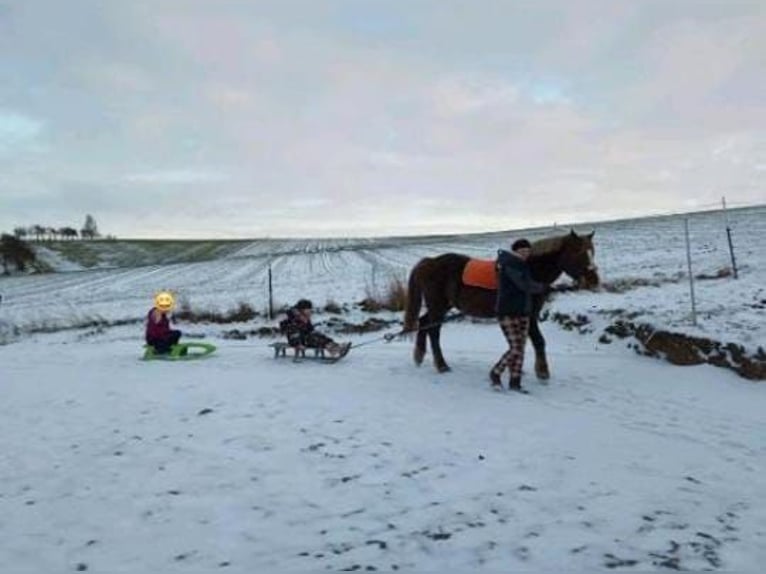 Altri pony/cavalli di piccola taglia Giumenta 9 Anni 147 cm Sauro in Klipphausen