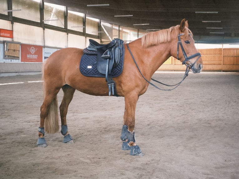 Altri pony/cavalli di piccola taglia Giumenta 9 Anni 148 cm Sauro in Altomünster