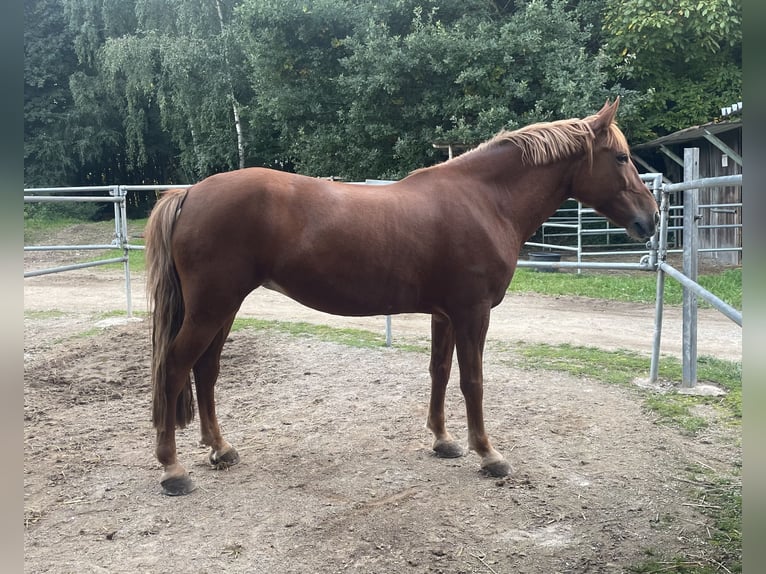 Altri pony/cavalli di piccola taglia Giumenta 9 Anni 148 cm Sauro in Altomünster