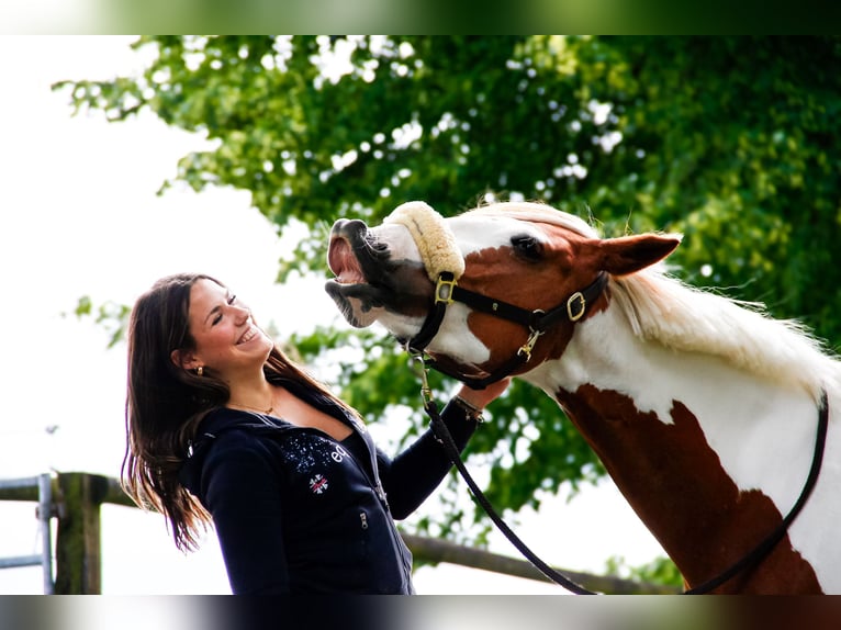 Altri pony/cavalli di piccola taglia Mix Giumenta 9 Anni 152 cm Pezzato in Mettmann