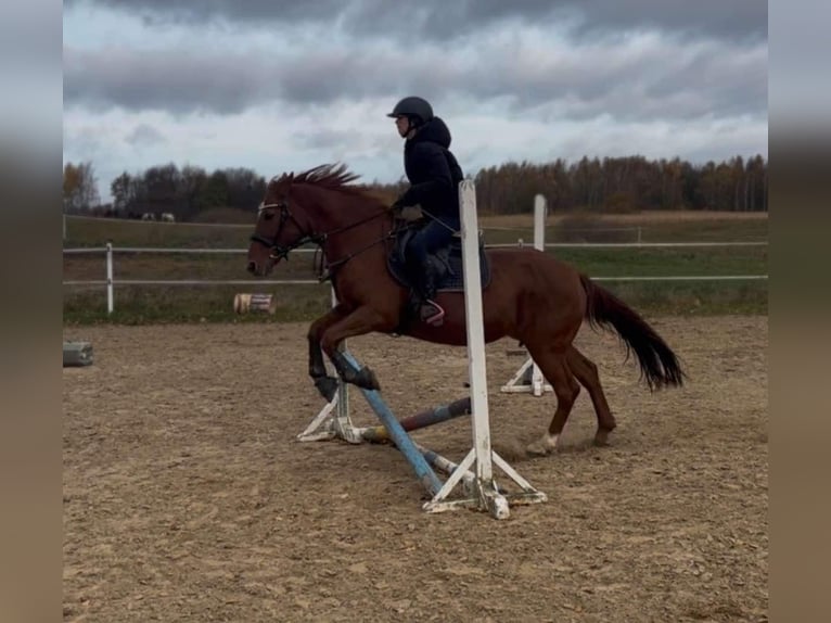 Altri pony/cavalli di piccola taglia Mix Giumenta 9 Anni 155 cm Sauro in Jeziorany