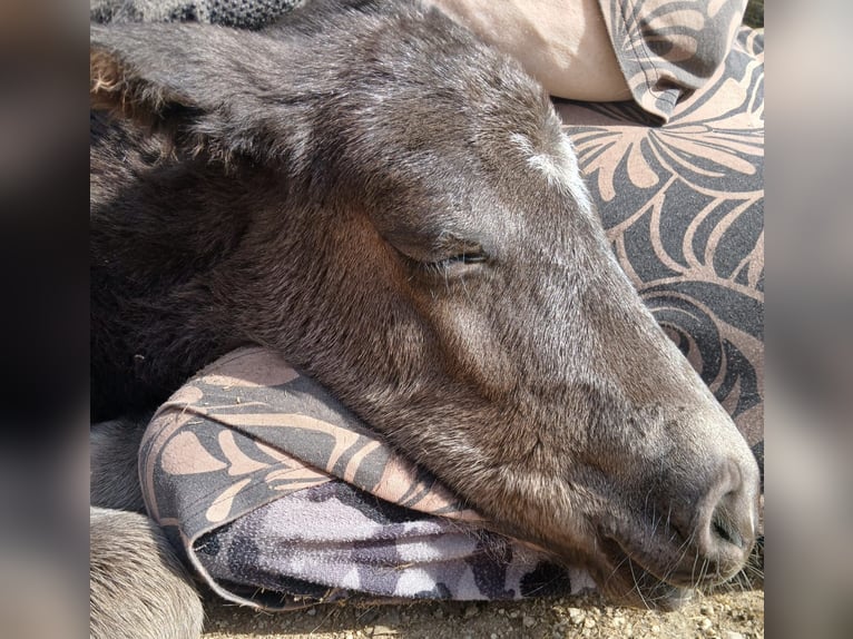 Altri pony/cavalli di piccola taglia Giumenta  100 cm Morello in Perlesreut