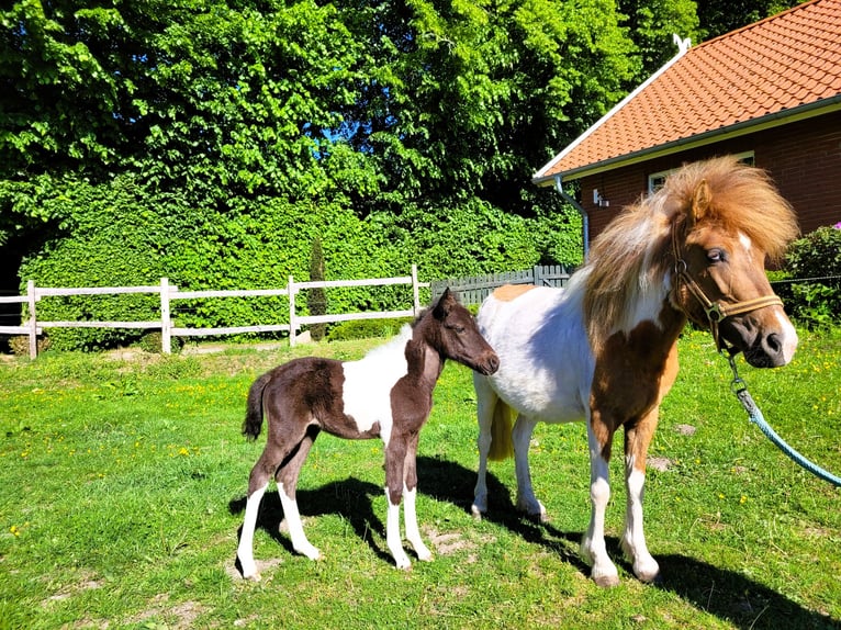 Altri pony/cavalli di piccola taglia Giumenta  115 cm Pezzato in Eggermühlen OT Bockraden