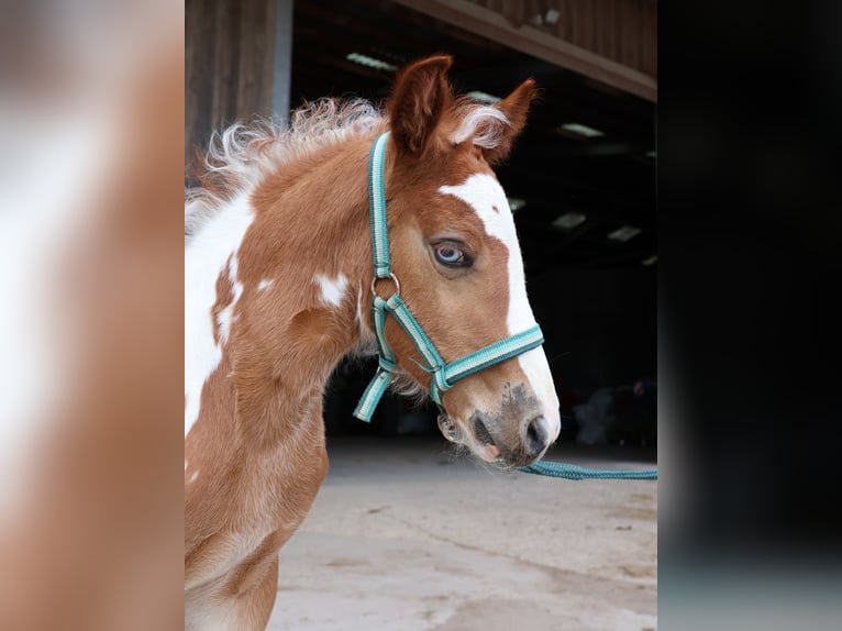 Altri pony/cavalli di piccola taglia Giumenta  142 cm Pezzato in Scheibenhardt