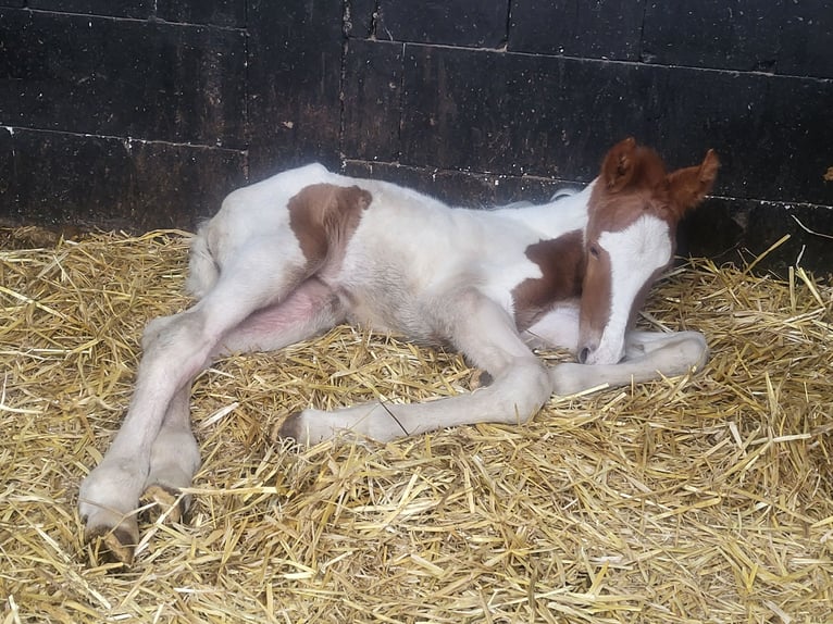 Altri pony/cavalli di piccola taglia Mix Giumenta  145 cm Pezzato in Leer (Ostfriesland)