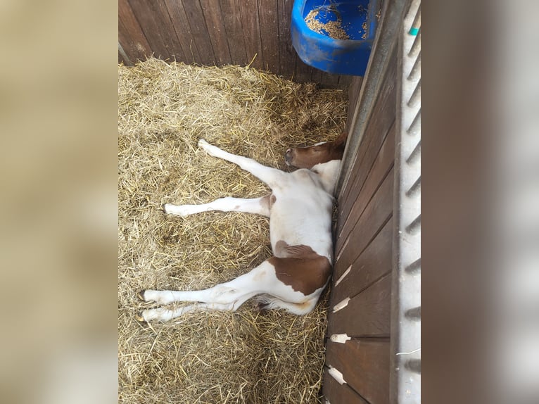Altri pony/cavalli di piccola taglia Mix Giumenta  145 cm Pezzato in Leer (Ostfriesland)