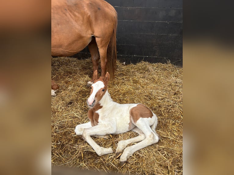 Altri pony/cavalli di piccola taglia Mix Giumenta  145 cm Pezzato in Leer (Ostfriesland)