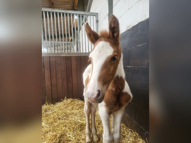 Altri pony/cavalli di piccola taglia Mix Giumenta  145 cm Pezzato in Leer (Ostfriesland)