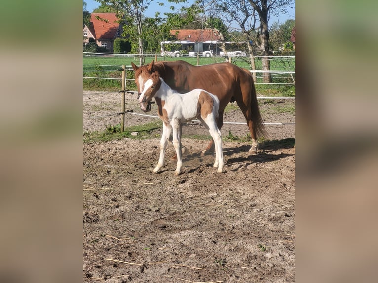 Altri pony/cavalli di piccola taglia Mix Giumenta  145 cm Pezzato in Leer (Ostfriesland)