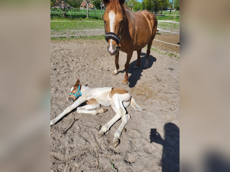 Altri pony/cavalli di piccola taglia Mix Giumenta  145 cm Pezzato in Leer (Ostfriesland)
