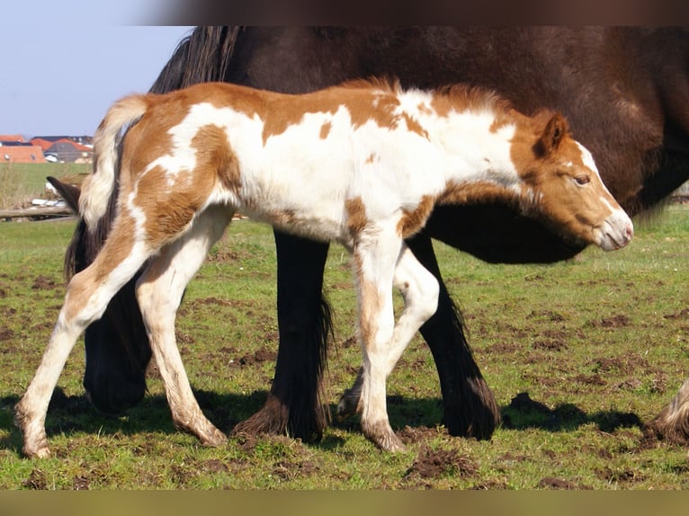Altri pony/cavalli di piccola taglia Giumenta Puledri (03/2026) 152 cm Pezzato in Velpke