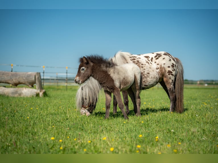 Altri pony/cavalli di piccola taglia Giumenta Puledri (04/2026) 90 cm Leopard in Aitrang